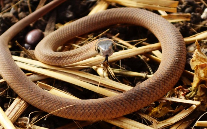 Fritz – Beware! Baby Brown Snakes In South Australia