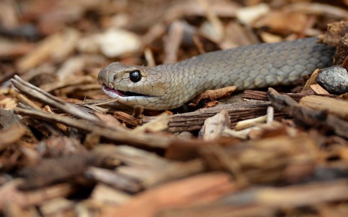 The 10 most dangerous animals in Australia in 1 terrifying list