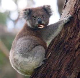australian animal drop bear