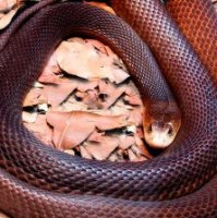 Australia's deadliest snakes coastal taipan