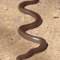 Australia's deadliest snakes eastern brown