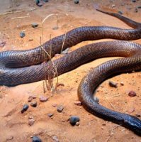 Australia's deadliest snakes inland taipan