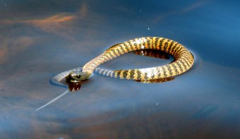 Australia's deadliest snakes mainland tiger