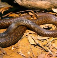 Australia's deadliest snakes western brown