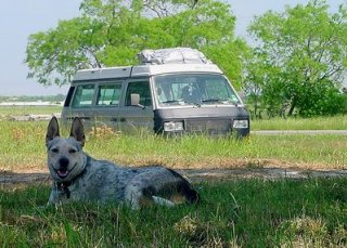 Camping With A Dog...