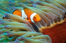 clown fish