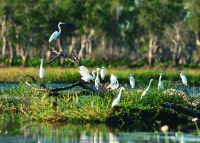 Egrets, Yellow Water Billabong, Kakadu National Park