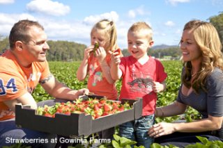 Family at Gowinta Farms eating strawberries