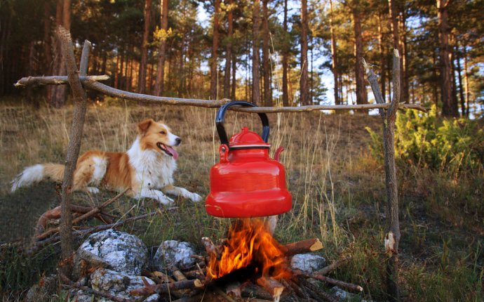Camping with Dog Australia