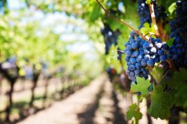 fruit picking australia