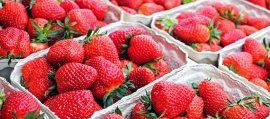 fruit picking australia strawberries