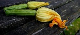 fruit picking australia - zucchini