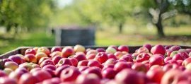 fruit picking season australia