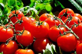 fruit picking seasons australia - tomatoes