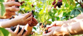 fruit picking seasons fruit picking jobs nz visa