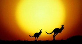 Kangaroos