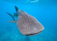 Whale shark, Ningaloo Reef